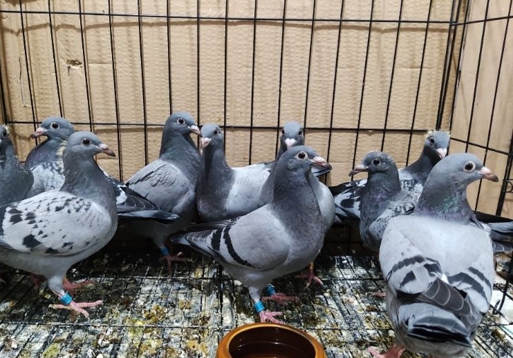 ����ȫ������ �ַ�ʽ���봺��С���ջ�