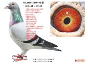 ������������֮�ƽ���ԡ������ɡ�X���������