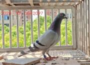 ����ǧ��������15�� ȫ���鳲6���ǰ��