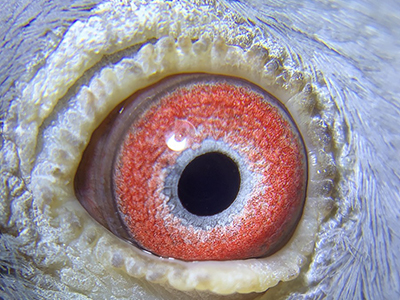 ����ǧ�����ܹھ�ר�� �������� ����Ѫͳ