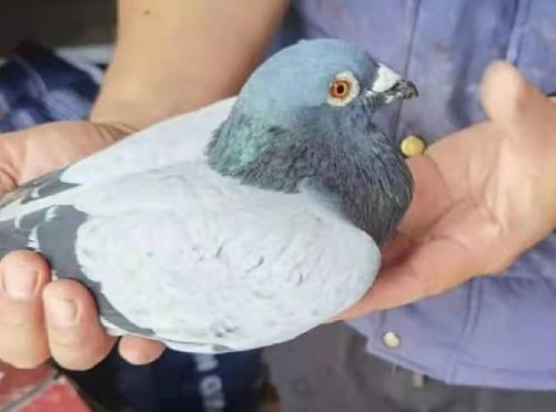 ǧ������Ӿ���Ӳ����