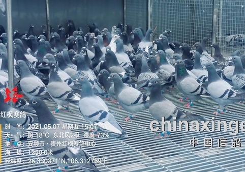 С��16888 ����9033 �����ʽ����