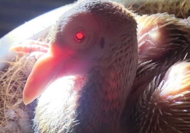 �����۳ɳ��ǣ������͸�ͬƷϵ��