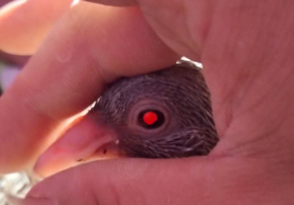 �ƹ��µĺ�ɫ���� �Ǽ�Ʒ���ǲ���