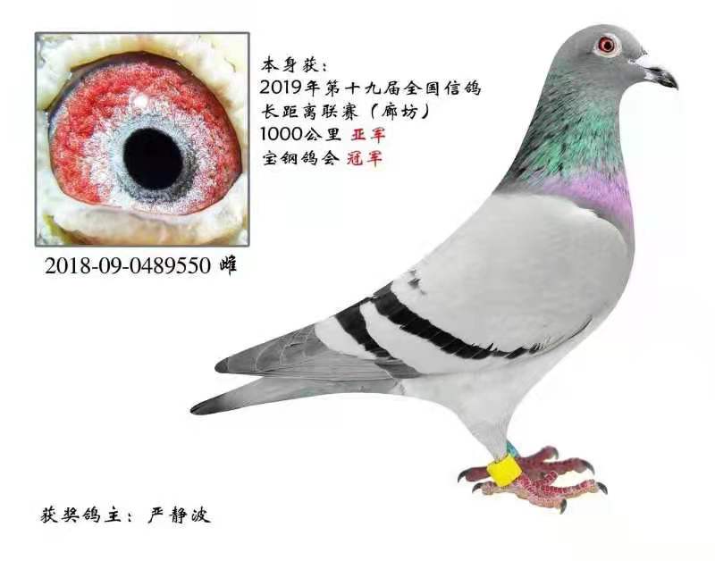 �ӳ�����ĸ�����ظ����ھ� �Ϻ��°����ھ����