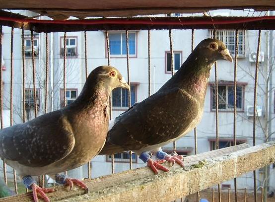 ���벻Ҫ������Ϊ����