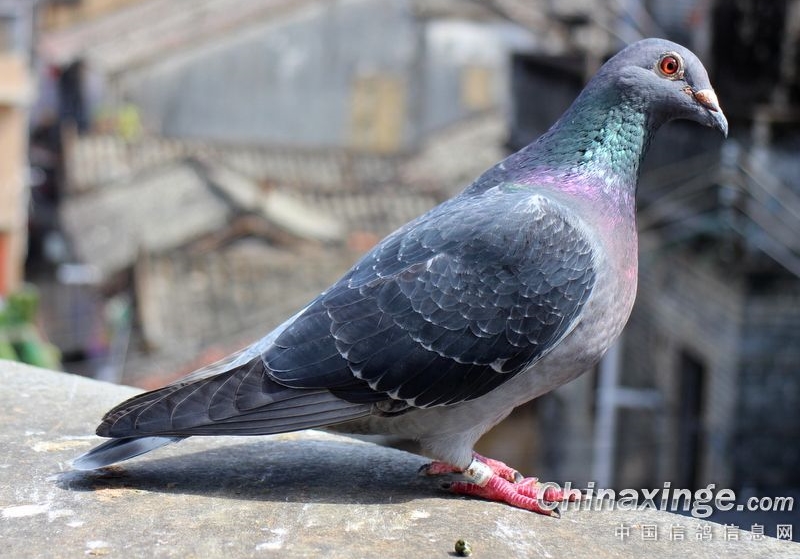 �����ָ�İ���ע��