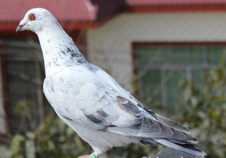 �������·���ӡ����ͷ������ھ�