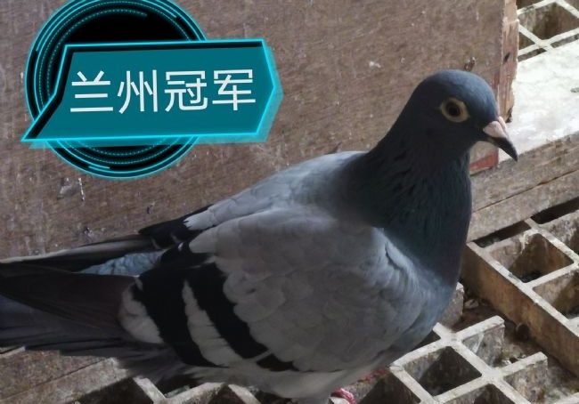 ��ͨ��Զ�̹ھ�ϵ�������š� ƽ����ĸ����ս��