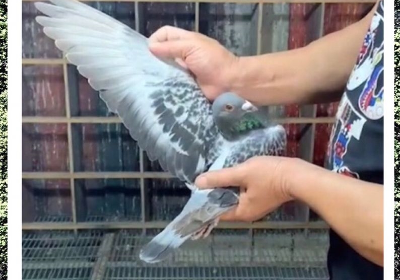 �����̽�ӹ��ﰮ�� ��Զ�̸����