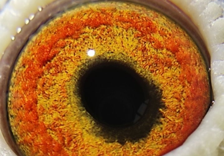 Ѫͳ�Ƿɳ����ģ���һ�ø�ɺ�һ·