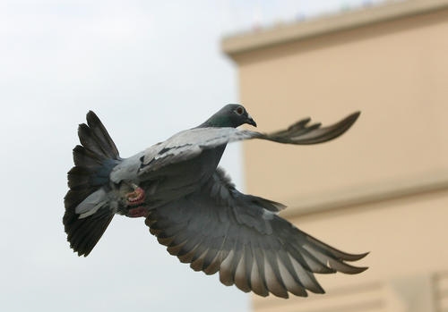 ��ë��Ѫ���� 1500���ﲻ���ع�