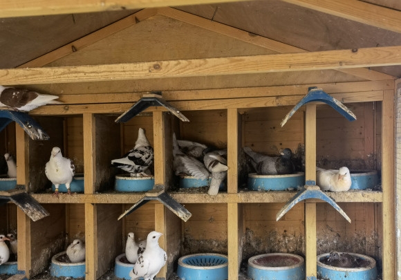 ���������� ����õĸ�����Ϯ��