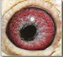 ɽ��Ʈ��������ʶ�ھ� Զ�̸�������Щ�ص�