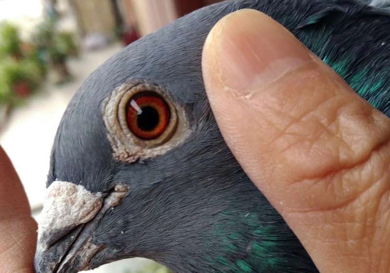 ���⾪ϲ������Ѫϵǧ������Ĺ���