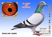 ������ë�Ż����� ���ﵯ���鷢