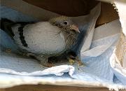 �������ȸ� ����ȡ��̫���̣�