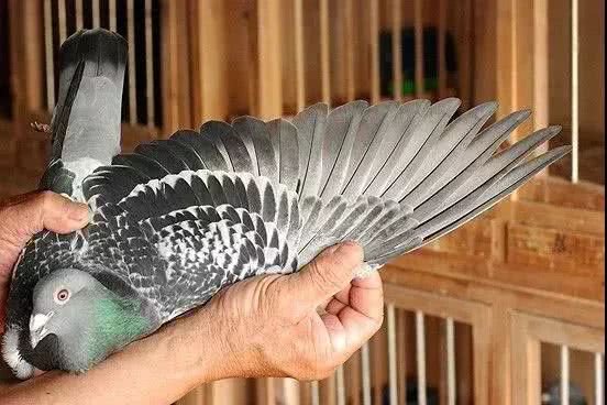 ���ӵ��ָ�