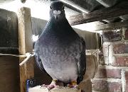 �����˸��ӵĴ�ѧ�� ���ζ��Ǹ���