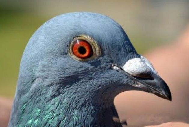 ������VSС�����ھ�