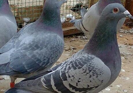 �����ı���������ȵ��Ǹ߶Ⱥ�����