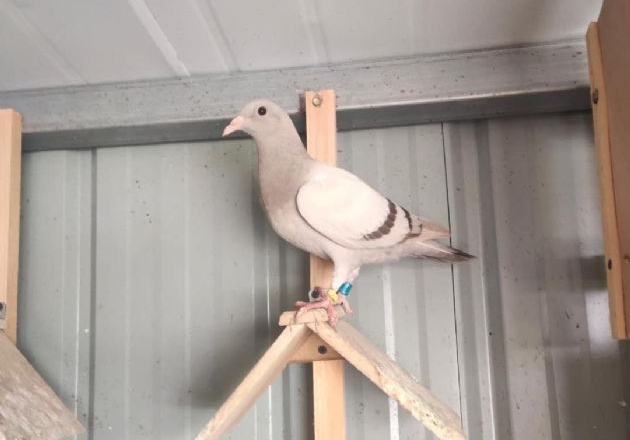 ���ߣ���ֻ�������׸뱻��ѹ��һֻ