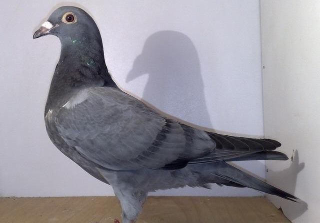 ��Ҫ����׷���� ����ҲҪ�ж���