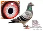 ղɭС��ĸ����������깫�����