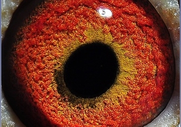 �����𰸣������ٶȸ����ھ���³�������