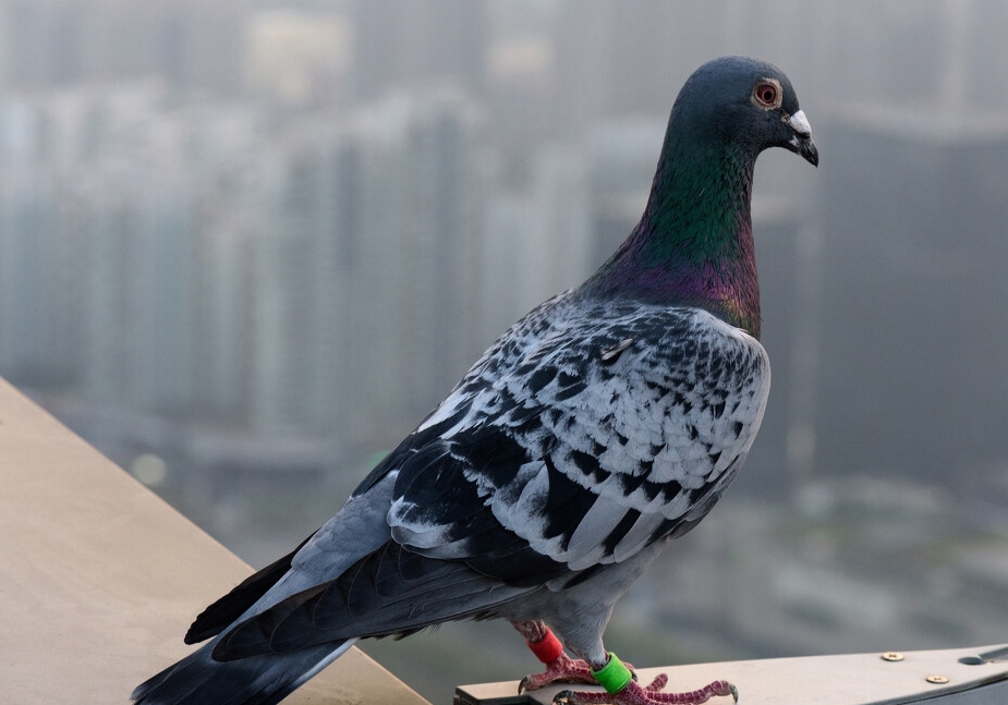 ָ�������ɹ��� �������ָ���