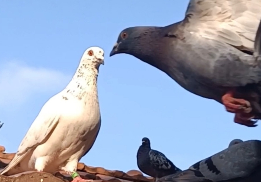 ���޸������ܴ첻��ԭ�� �Ӻӱ��ɻ�ɽ��