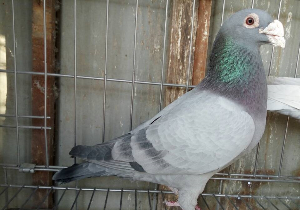 ����������η�������