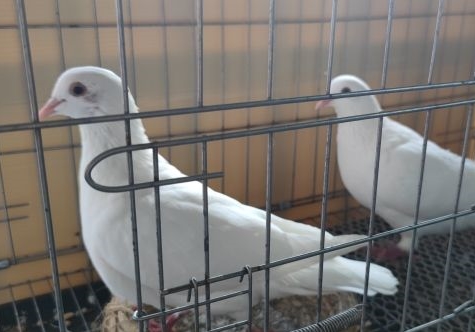 10Ԫ���ͱ����