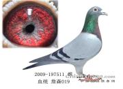 һֻ����ӵ�����