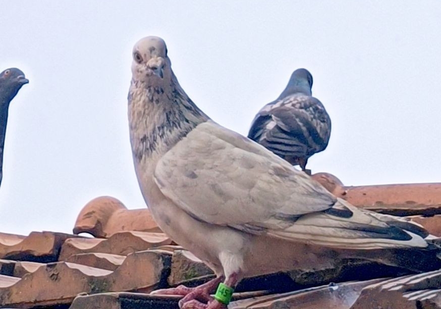 ���겻�壡���޸��԰���Ӹ���ɻ�ɽ��