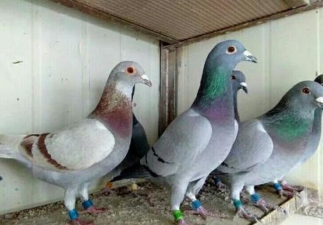 ̨����ѽ�������ҵ�������ʤ��ʽ