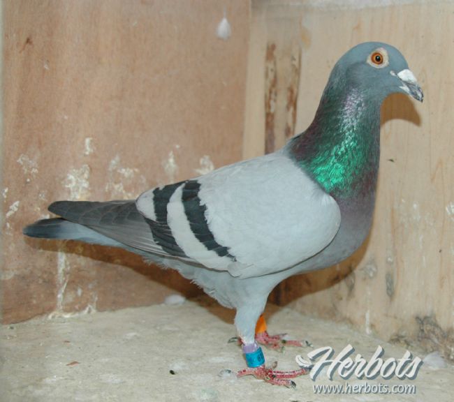 ���µͷŷ�3651��  ���¶�����鳲