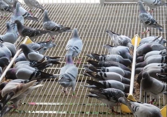 �����ڲ�����ҩ��