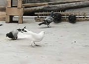 ����������������ĸ�����������