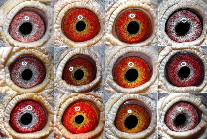 ������ʶ�ھ� Ԫ��������ô��������