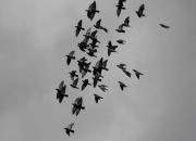 ���Ʒ������� �����������