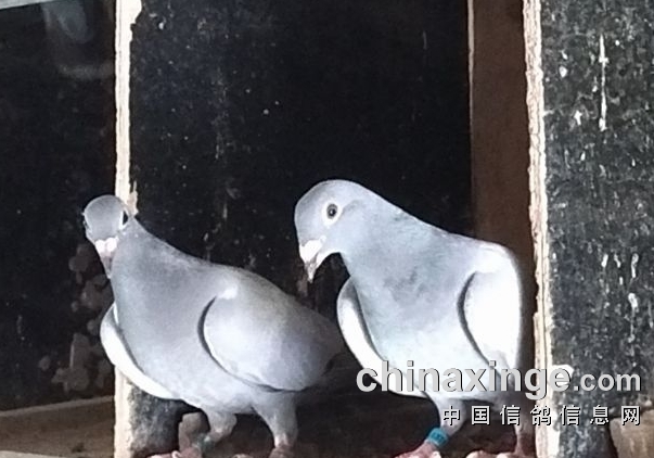 ��ɫ�漣���й��ɺ��޸ܻ�