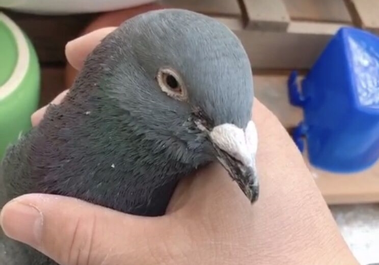 ��С��Ե����֮�� ҩʯ��ҽִ�Բ���