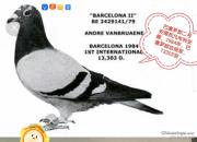 ˫�ؽ��������İ��������ܹھ�