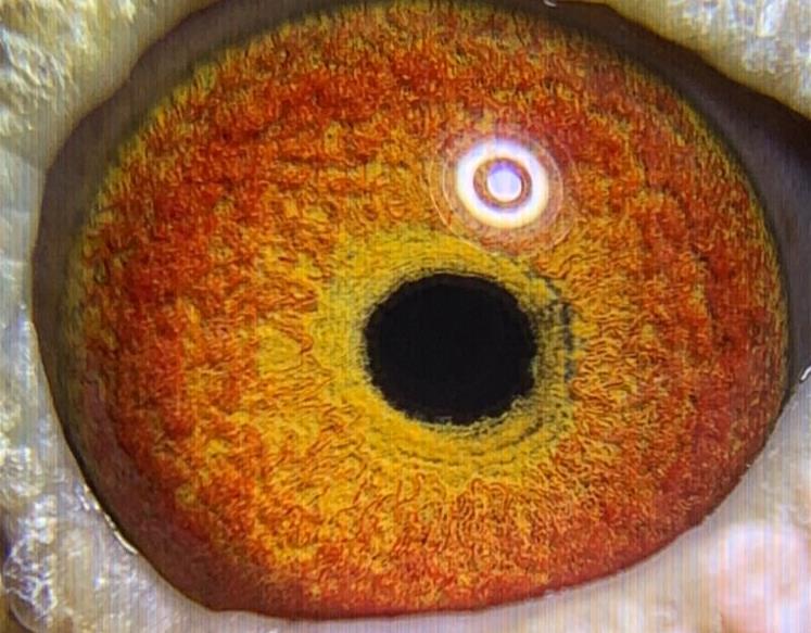 ������һ�� �����ĸ��ã�