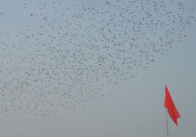 ���еĺ�ճ��� ������ı�Ѿ�