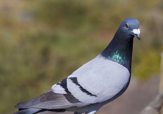 ������ǻ� Ҳ������