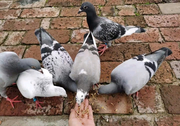 ��ǣ����18�� �������֡���ӡ���