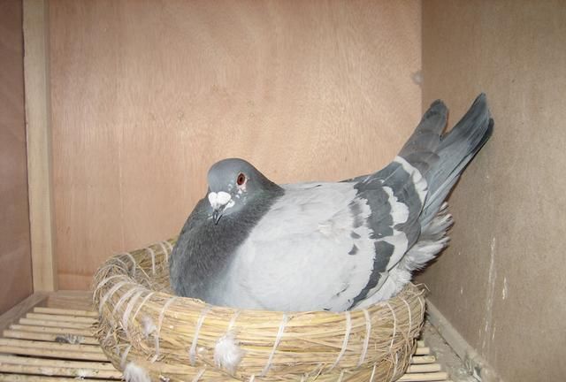 �����˵ĸ�̾������Խ��Խ������