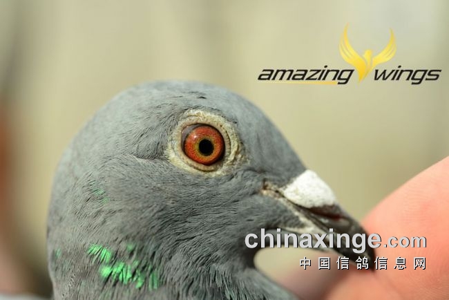 ˫ɰ�����ܳ����ۣ����ιھ���֤��ǿ�ƻ�Ӧ